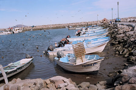 pangas en Bahia de Loreto